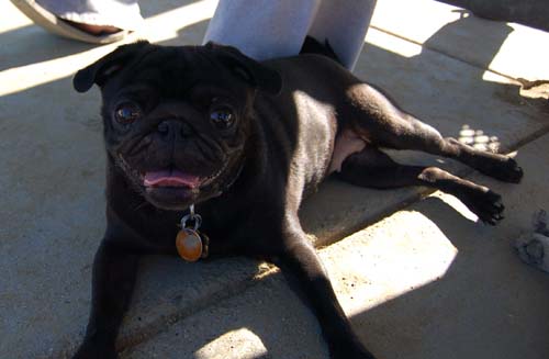 Mountain View Dog Park - March 11, 2007