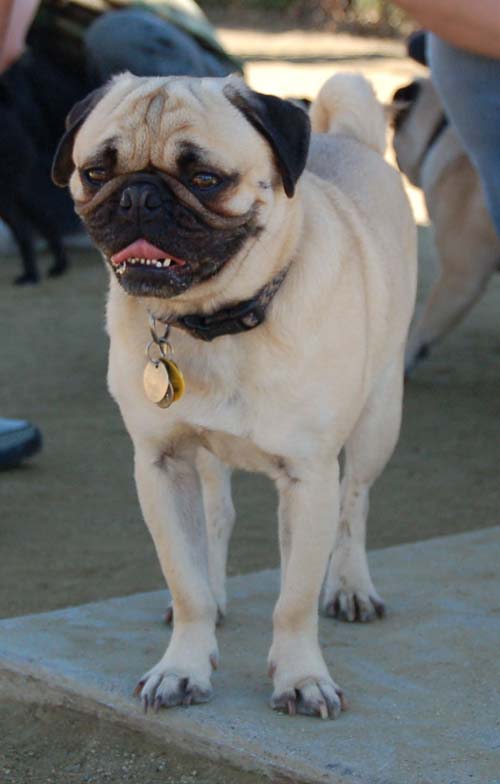 Mountain View Dog Park - March 11, 2007