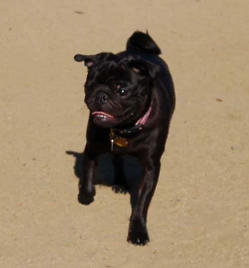 Mountain View Dog Park - March 18, 2007