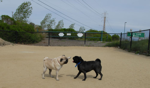 Mountain View Dog Park - April 1, 2007