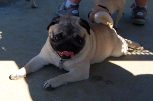 Mountain View Dog Park - March 11, 2007