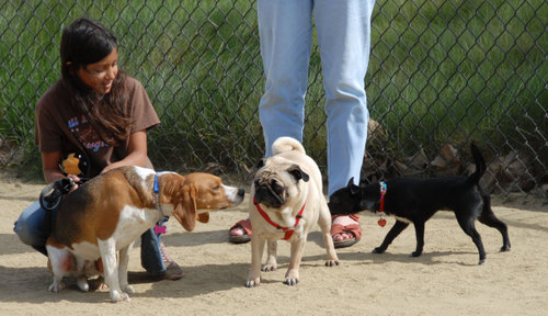 Mountain View Dog Park - April 1, 2007
