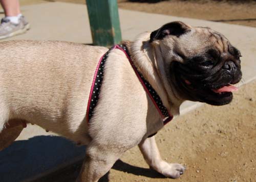 Mountain View Dog Park - March 11, 2007