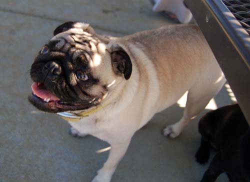 Mountain View Dog Park - March 11, 2007