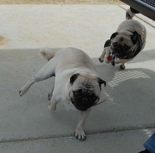 Mountain View Dog Park - April 1, 2007