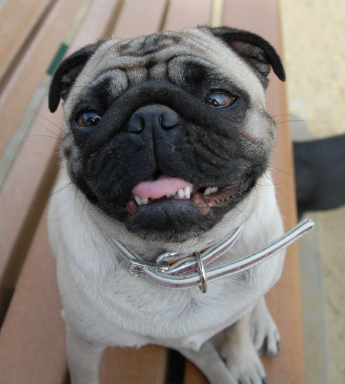 Mountain View Dog Park - April 1, 2007