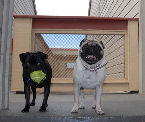 Sheba and Rio Getting Ready to Play