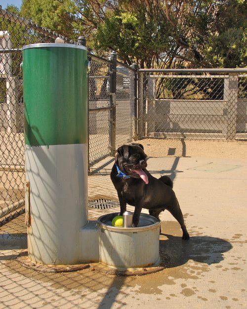 Sheba and Rio return to the Dog Park