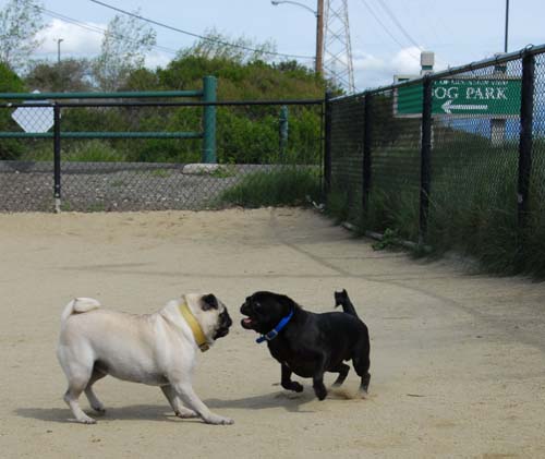 Mountain View Dog Park - March 25, 2007