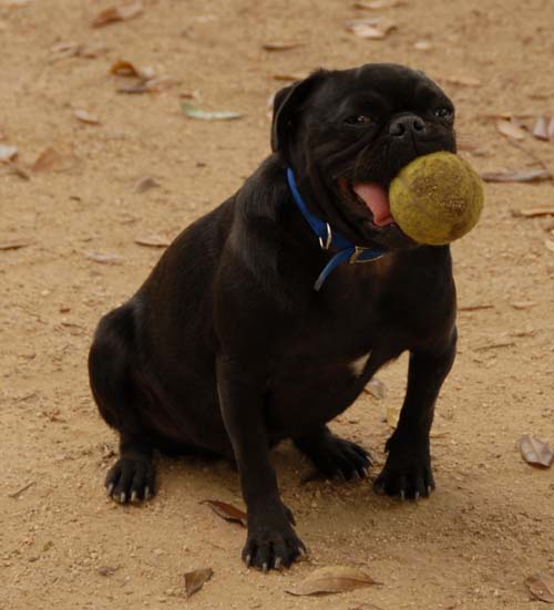 3 years of Sheba in Palo Alto - April 7, 2007