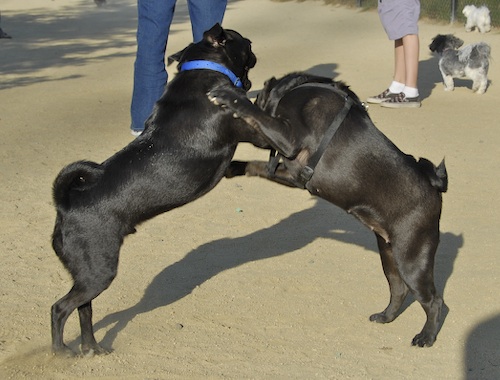 Mountain View Dog Park May 20, 2007