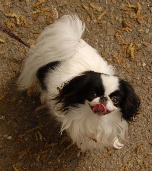 3 years of Sheba in Palo Alto - April 7, 2007