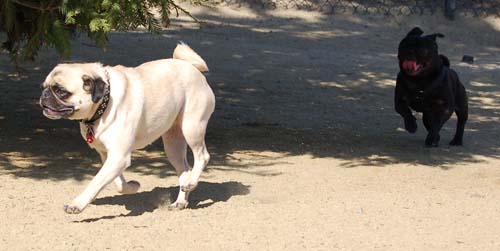 Mountain View Dog Park - March 18, 2007