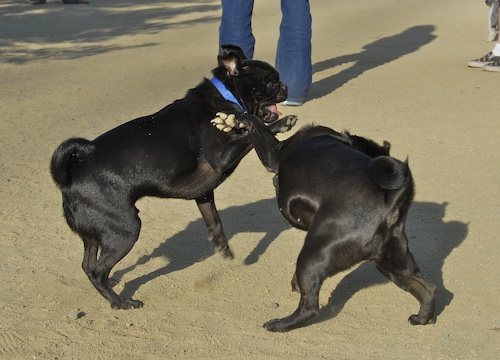 Mountain View Dog Park May 20, 2007