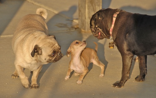Mountain View Dog Park May 13, 2007