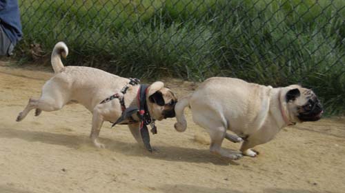Mountain View Dog Park - April 1, 2007