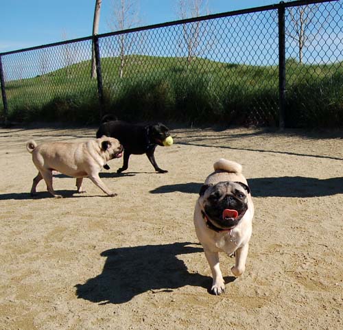 Mountain View Dog Park - March 11, 2007