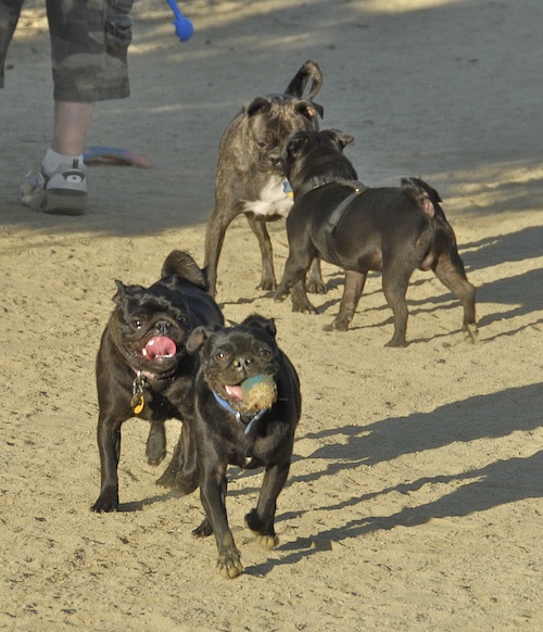 June 17, 2007 Mountain View Dog Park