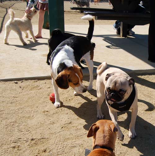 Mountain View Dog Park - March 18, 2007