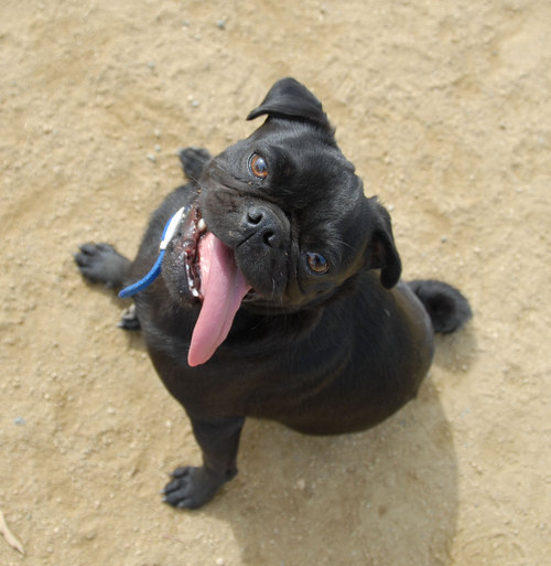 Mountain View Dog Park - April 1, 2007