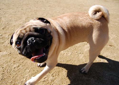 Mountain View Dog Park - March 11, 2007