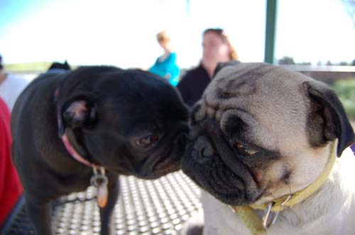 Mountain View Dog Park - March 18, 2007