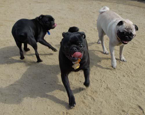 Mountain View Dog Park - March 25, 2007