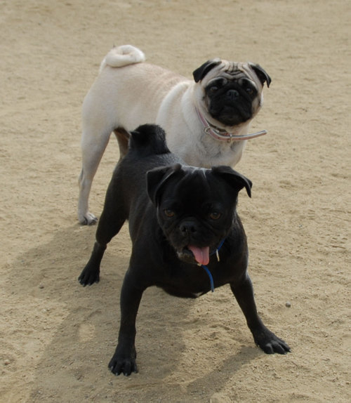 Mountain View Dog Park - April 1, 2007