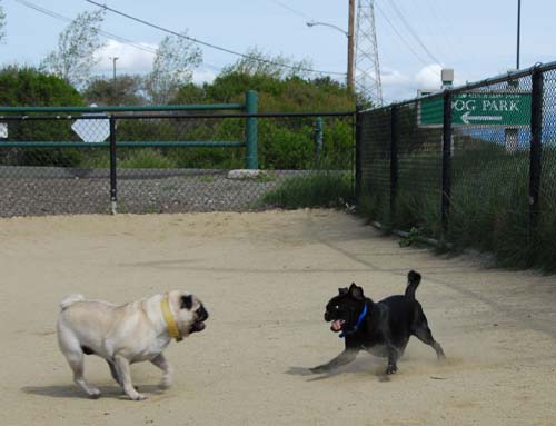 Mountain View Dog Park - March 25, 2007