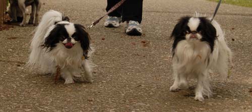 3 years of Sheba in Palo Alto - April 7, 2007