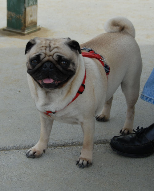 Mountain View Dog Park - April 1, 2007