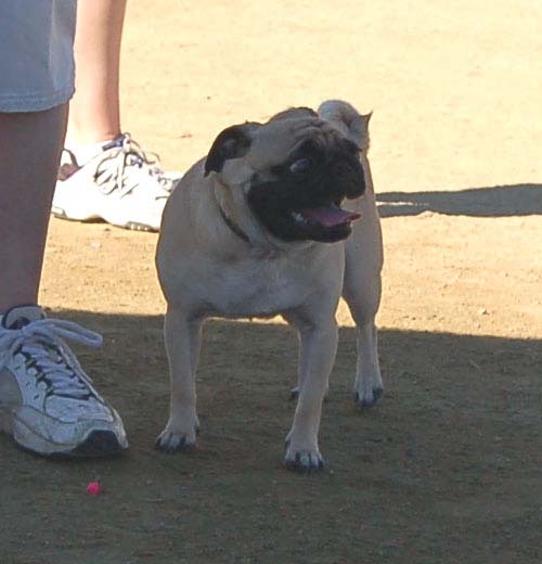 Mountain View Dog Park - March 11, 2007