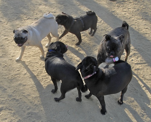 June 17, 2007 Mountain View Dog Park