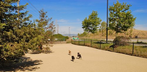 Sheba and Rio return to the Dog Park