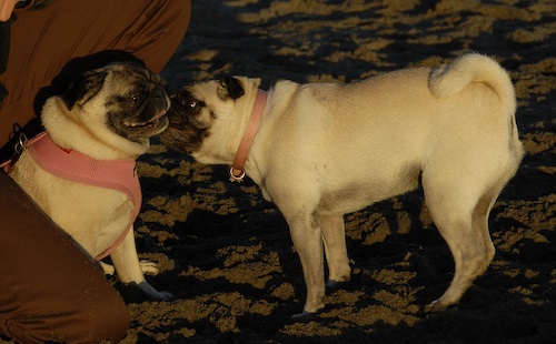 Puppy Play at Ocean Beach