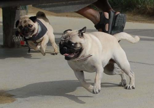 Mountain View Dog Park - April 1, 2007