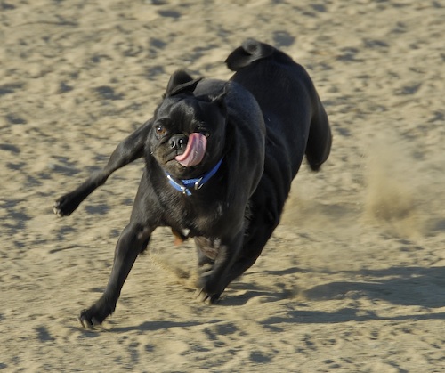 Mountain View Dog Park May 20, 2007