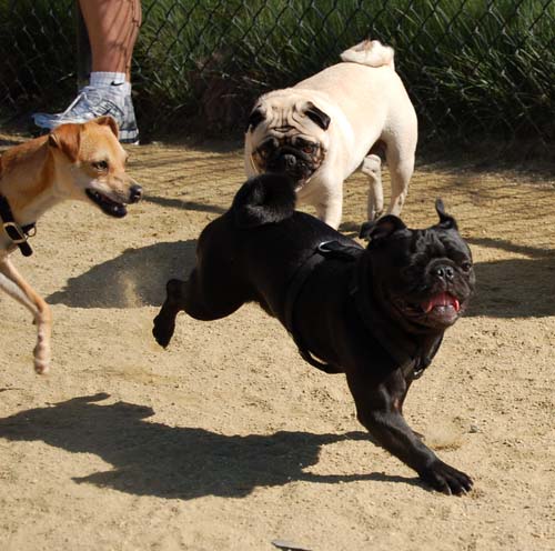 Mountain View Dog Park - March 18, 2007