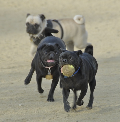 June 3, 2007 Mountain View Dog Park