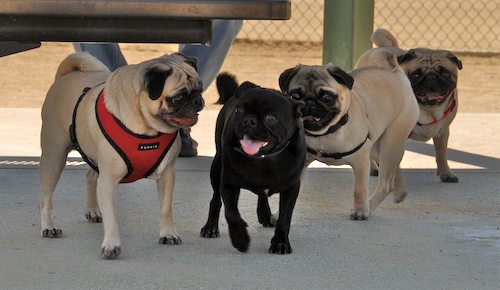 Sheba and Rio return to the Dog Park