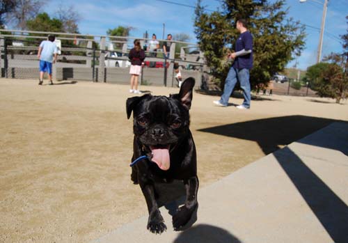 Mountain View Dog Park - March 18, 2007