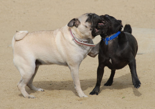 Mountain View Dog Park - April 1, 2007