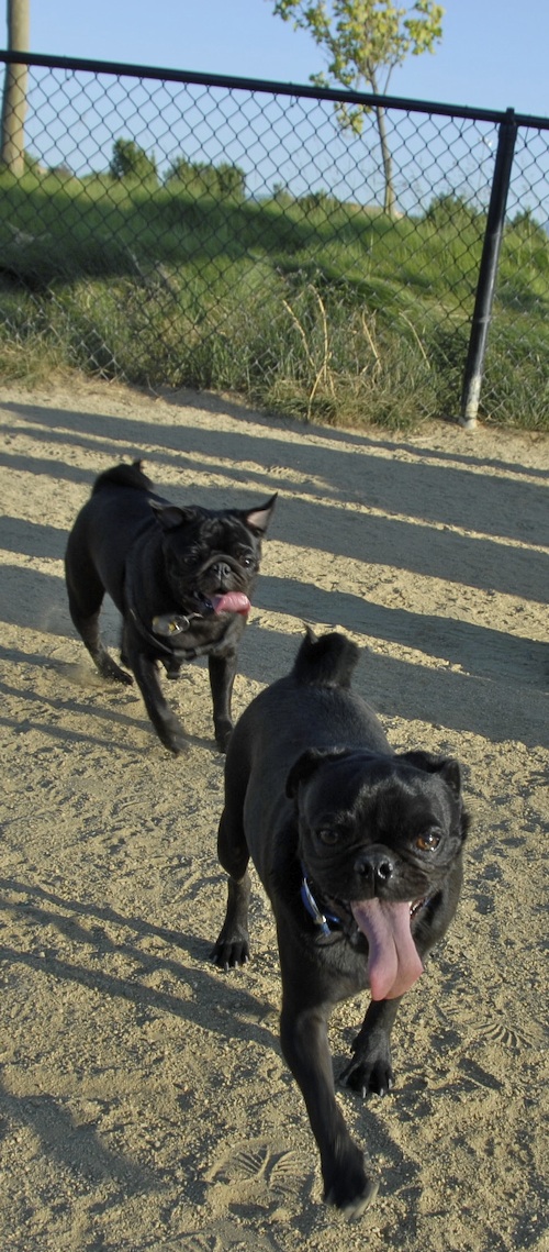 Mountain View Dog Park May 20, 2007