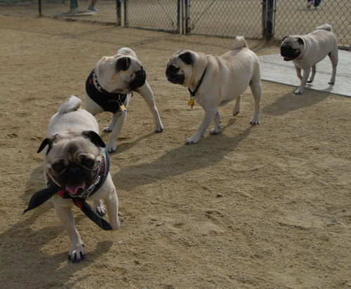 Mountain View Dog Park - April 1, 2007