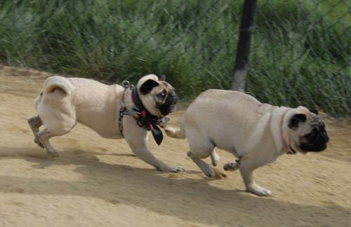 Mountain View Dog Park - April 1, 2007