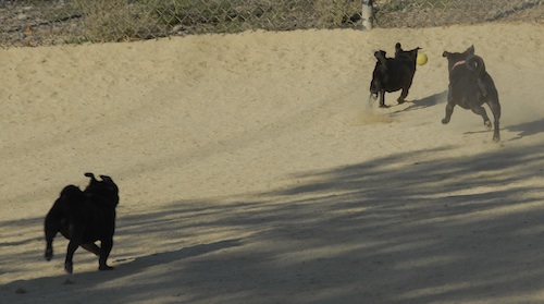 June 17, 2007 Mountain View Dog Park