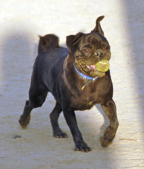 Mountain View Dog Park May 13, 2007
