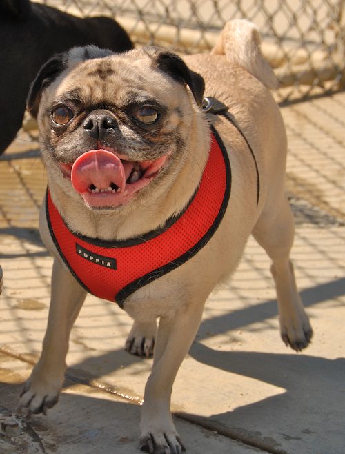 Sheba and Rio return to the Dog Park