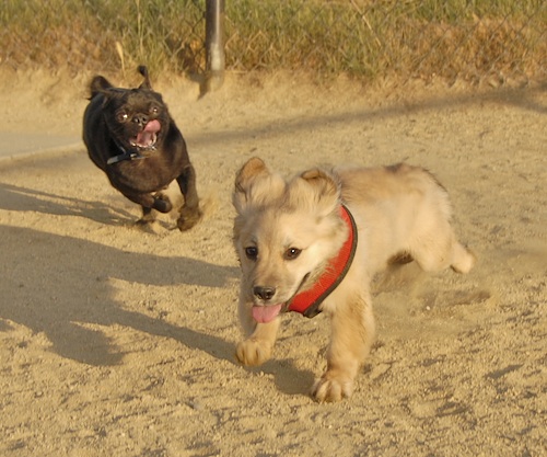 Mountain View Dog Park May 13, 2007