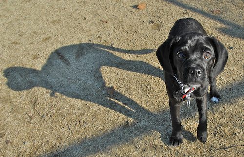 Rio and Sheba return to the Mountain View Dog Park for Fun!